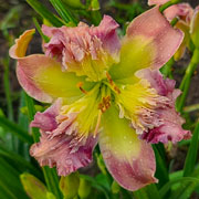 My Bearded Valentine Daylily